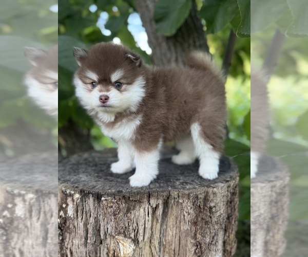 Medium Photo #48  Breeder Profile in STAPLES, MN, USA