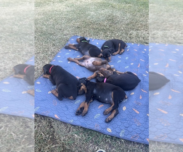 Medium Photo #5  Breeder Profile in HAW RIVER, NC, USA