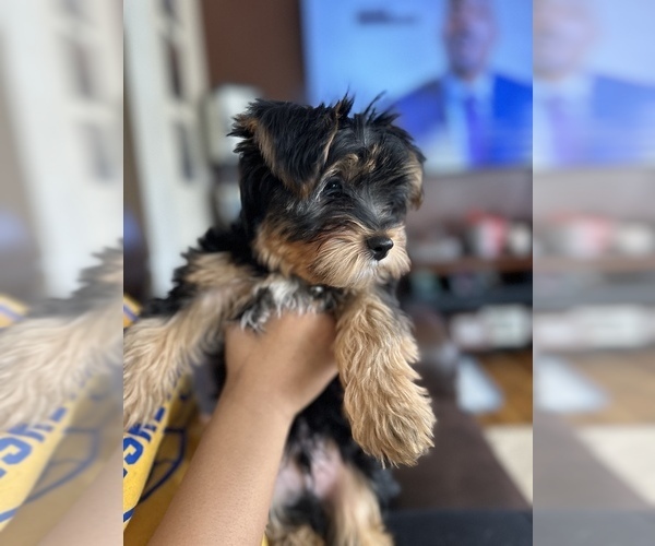 Medium Photo #1  Breeder Profile in PENN HILLS, PA, USA
