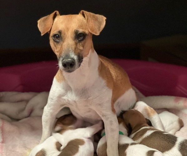 Medium Photo #1  Breeder Profile in OLMSTED, IL, USA