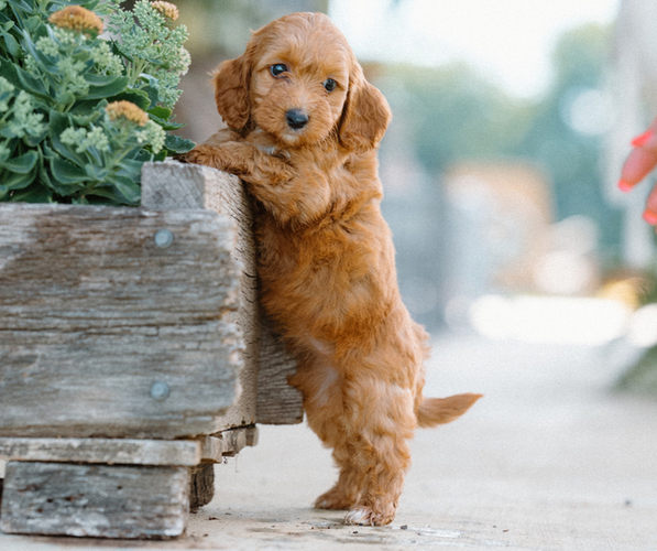 Medium Photo #1  Breeder Profile in CHRISTIANA, TN, USA