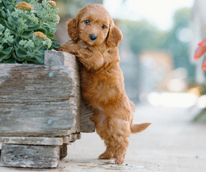 Poodle (Standard) Dog Breeder near CHRISTIANA, TN, USA