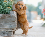 Small breeder photo