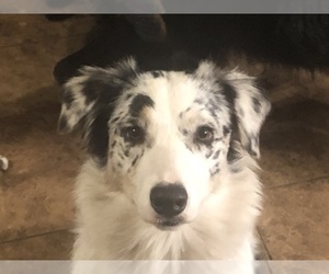 Australian Shepherd Dog Breeder near MARION, TX, USA