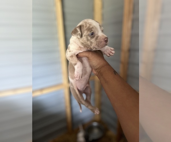Medium Photo #3  Breeder Profile in AUGUSTA, GA, USA