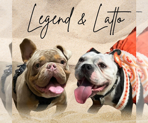 American Bully Dog Breeder near MILLVILLE, NJ, USA
