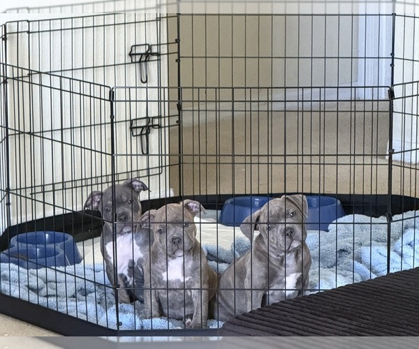 Medium Photo #7  Breeder Profile in PALM COAST, FL, USA