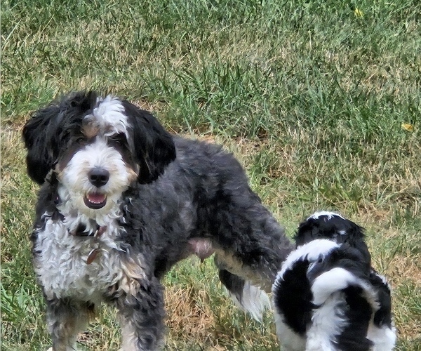 Medium Photo #3  Breeder Profile in GREENCASTLE, PA, USA