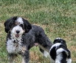 Small #2 Breeder Profile image