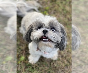 Shih Tzu Dog Breeder near GUTHRIE, KY, USA