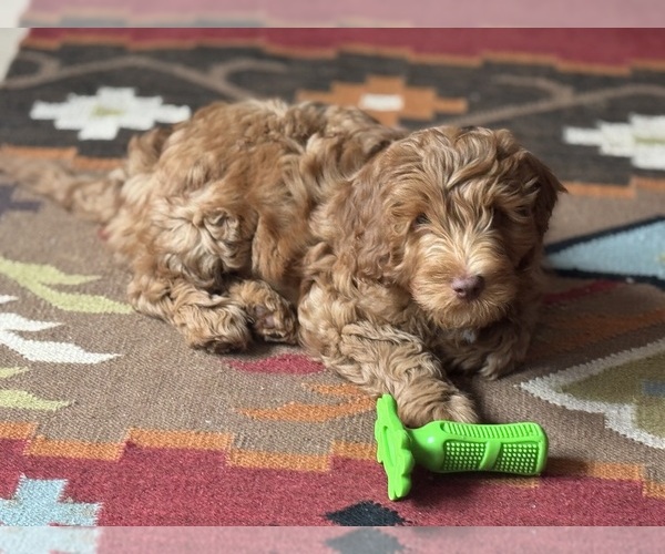 Medium Photo #3  Breeder Profile in TEMPE, AZ, USA