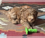 Small #2 Breeder Profile image
