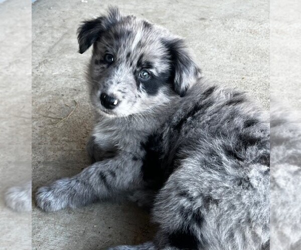 Medium Photo #1  Breeder Profile in LANDRUM, SC, USA