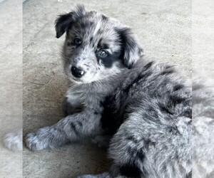 Australian Shepherd Dog Breeder near LANDRUM, SC, USA