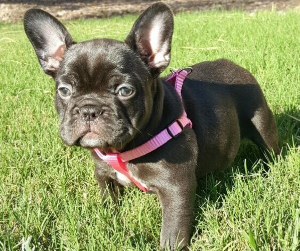 Medium Photo #22  Breeder Profile in LAS VEGAS, NV, USA