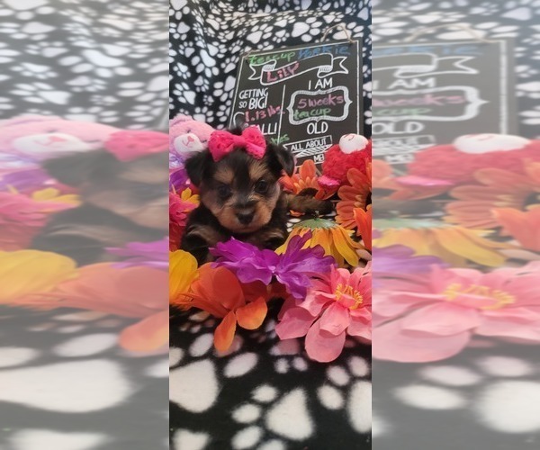 Medium Photo #245  Breeder Profile in AKRON, OH, USA