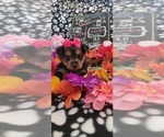 Small #244 Breeder Profile image