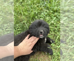 Newfoundland Dog Breeder near OLIVE HILL, KY, USA