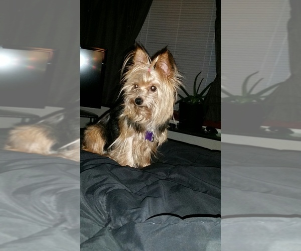 Medium Photo #24  Breeder Profile in NEENAH, WI, USA