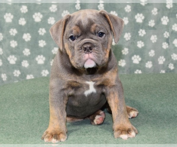 Medium Photo #1  Breeder Profile in WADSWORTH, OH, USA