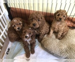 Small Photo #8  Breeder Profile in BELDING, MI, USA