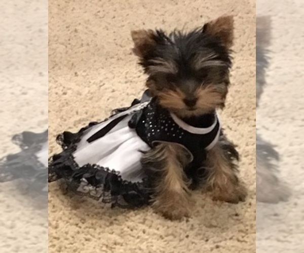 Medium Photo #1  Breeder Profile in STANTON, MO, USA