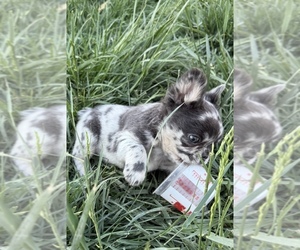 French Bulldog Dog Breeder in DALLAS,  USA