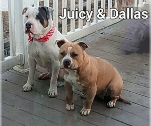 Medium Breeder Profile Photo