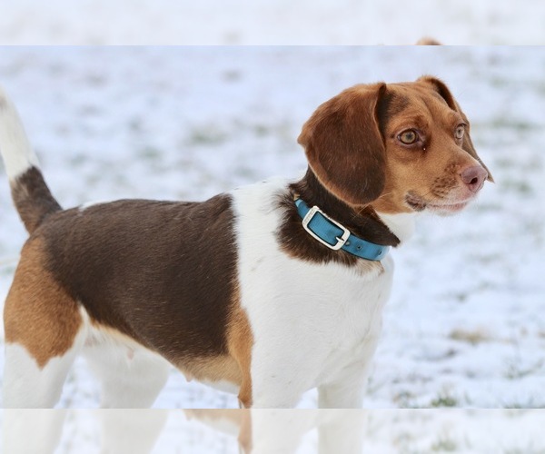 Medium Photo #1  Breeder Profile in DEERFIELD, OH, USA