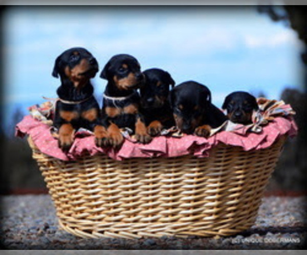 Medium Photo #5  Breeder Profile in FRUITA, CO, USA