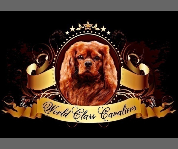 Medium Photo #1  Breeder Profile in MIAMI, FL, USA