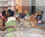 Small breeder photo