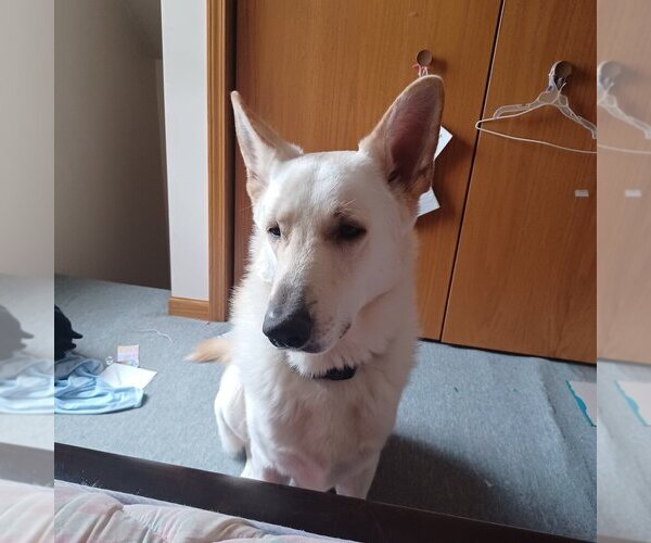 Medium Photo #21  Breeder Profile in EDMORE, MI, USA