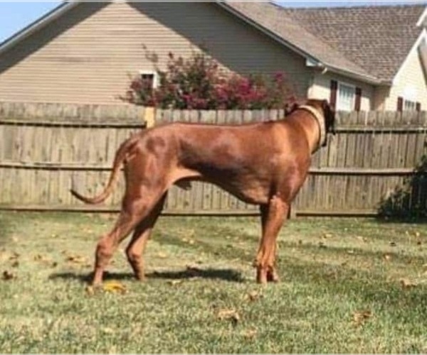 Medium Photo #68  Breeder Profile in MURFREESBORO, TN, USA