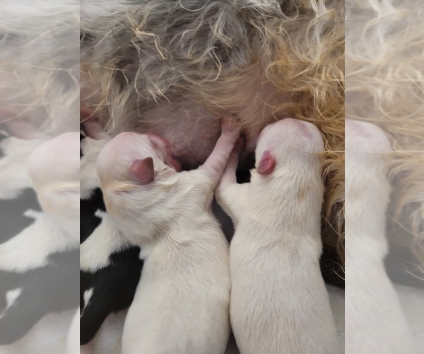 Medium Photo #54  Breeder Profile in AKRON, OH, USA