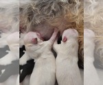 Small #53 Breeder Profile image