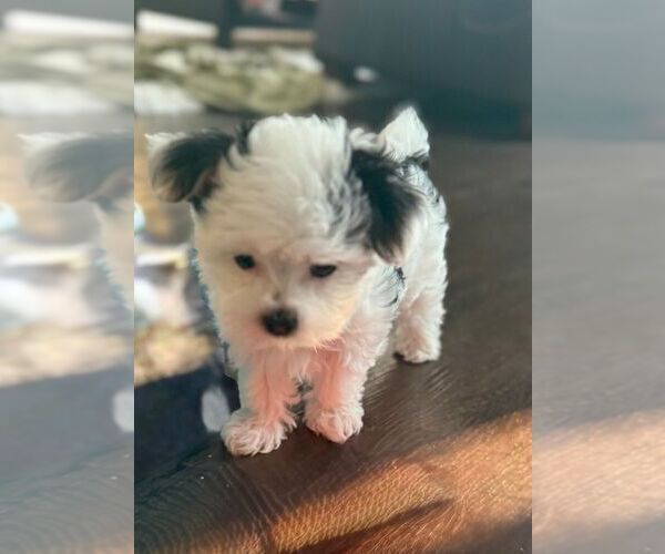 Medium Photo #35  Breeder Profile in FARMINGTON, MN, USA