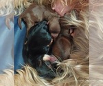 Small #55 Breeder Profile image