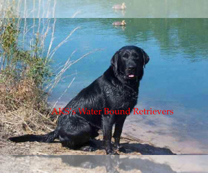 Main photo of Labrador Retriever Dog Breeder near NEWPORT, NC, USA