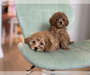 Poodle (Toy) Dog Breeder near PUNTA GORDA, FL, USA