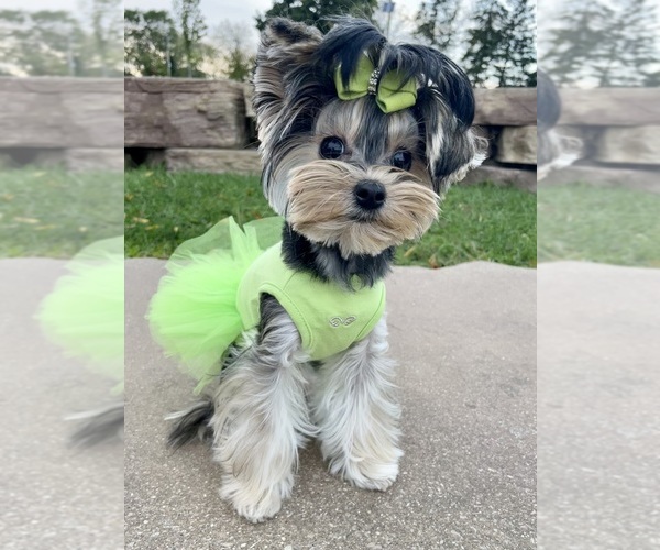 Medium Photo #12  Breeder Profile in CASSVILLE, MO, USA