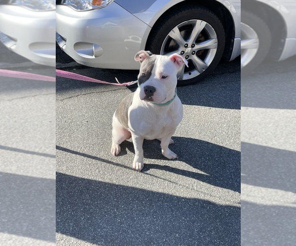 Medium Photo #11  Breeder Profile in NAUGATUCK, CT, USA