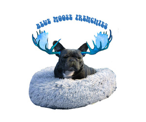 French Bulldog Dog Breeder near PENNINGTON GAP, VA, USA