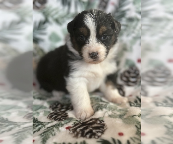 Medium Photo #17  Breeder Profile in BETHANY, CT, USA