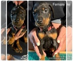 Small #9 Breeder Profile image