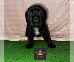 Small Photo #22  Breeder Profile in LEES SUMMIT, MO, USA