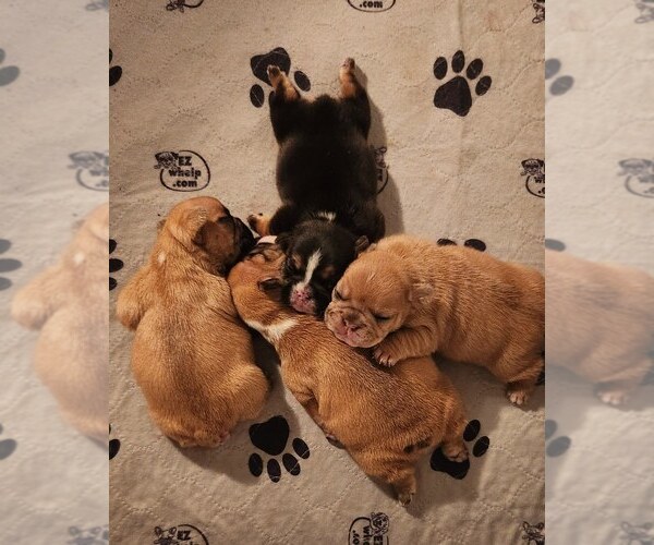 Medium Photo #1  Breeder Profile in HAMPTON, VA, USA