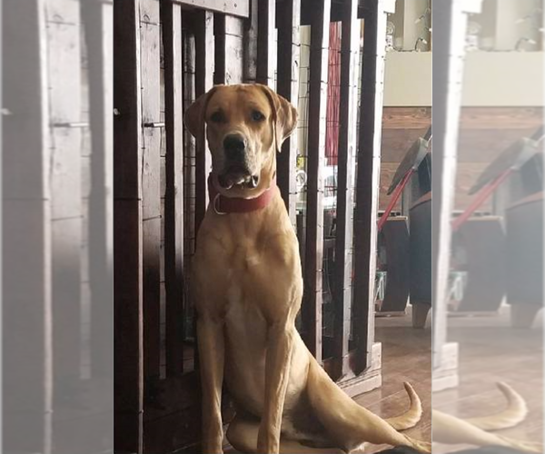 Medium Photo #1  Breeder Profile in SAN ANTONIO, TX, USA