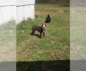 Boston Terrier Dog Breeder near ROCKY COMFORT, MO, USA