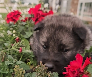 Norwegian Elkhound Dog Breeder near HULL, IA, USA